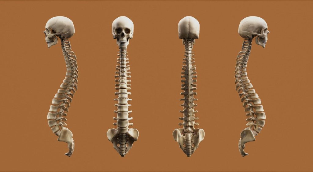 Four views of a human skeleton.